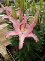 [5259 XFactor No02.JPG]